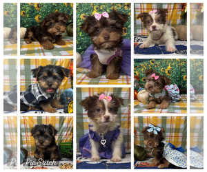 Shorkie Tzu Puppy for Sale in SELLERSBURG, Indiana USA