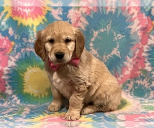 Medium Golden Retriever