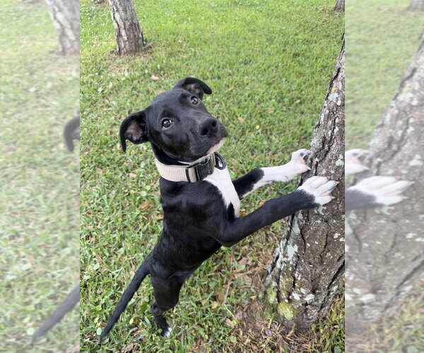 Medium Photo #8 Mutt Puppy For Sale in Imlay City, MI, USA