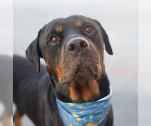 Rottweiler Dogs for adoption in San Antonio, TX, USA