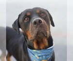 OZZY - Female Rottweiler Dog for Adoption - Small photo