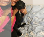 Small #5 Mutt