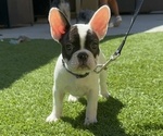 Puppy Goggles French Bulldog