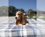 Small Photo #29 Basset Hound Puppy For Sale in PETERSBURG, IN, USA