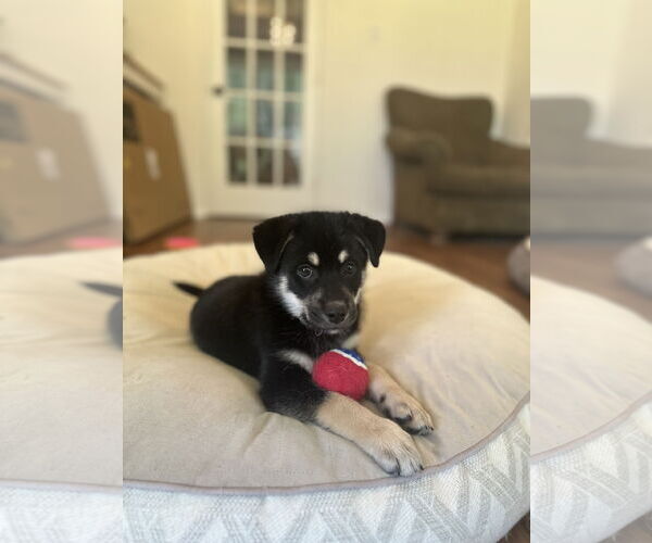 Medium Photo #5 Siberian Husky-Unknown Mix Puppy For Sale in Lillian, TX, USA