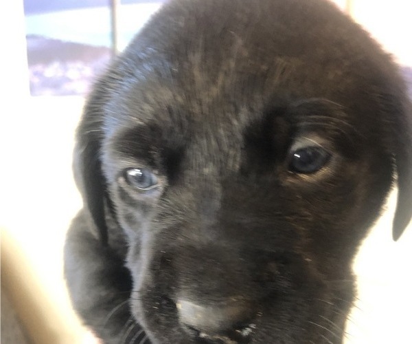 Medium Photo #5 Labrador Retriever Puppy For Sale in FRESNO, CA, USA