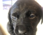 Small Photo #5 Labrador Retriever Puppy For Sale in FRESNO, CA, USA