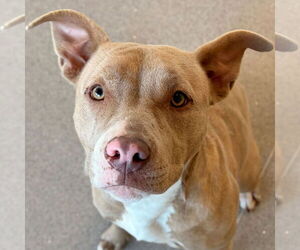 Mutt Dogs for adoption in Jefferson, WI, USA