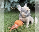 Small #2 French Bulldog