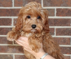 Cavapoo Puppy for sale in CLARKRANGE, TN, USA