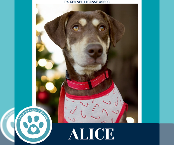 Medium Photo #2 Mutt Puppy For Sale in Kimberton, PA, USA