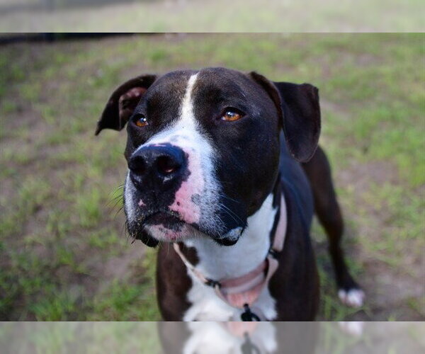 Medium Photo #1 American Pit Bull Terrier Puppy For Sale in Ocala, FL, USA