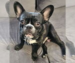 Small #3 French Bulldog Mix
