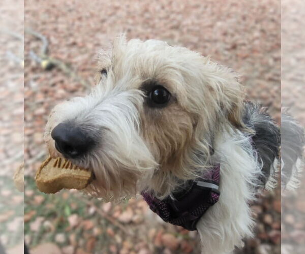 Medium Photo #3 Parson Russell Terrier-Unknown Mix Puppy For Sale in Phoenix, AZ, USA