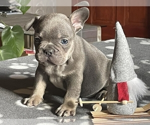 French Bulldog Puppy for sale in BOSTON, MA, USA