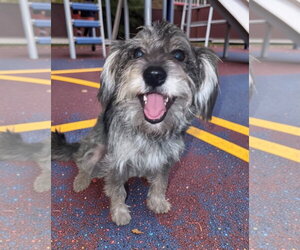 Miniature Schnauzer-Unknown Mix Dogs for adoption in Grafton, WI, USA
