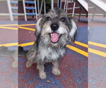 Otis - Male Miniature Schnauzer-Unknown Mix Dog for Adoption - Small photo