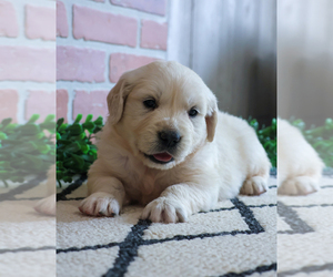 English Cream Golden Retriever Puppy for sale in SYRACUSE, IN, USA