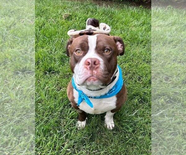 Medium Photo #12 American Pit Bull Terrier-Unknown Mix Puppy For Sale in Redlands, CA, USA