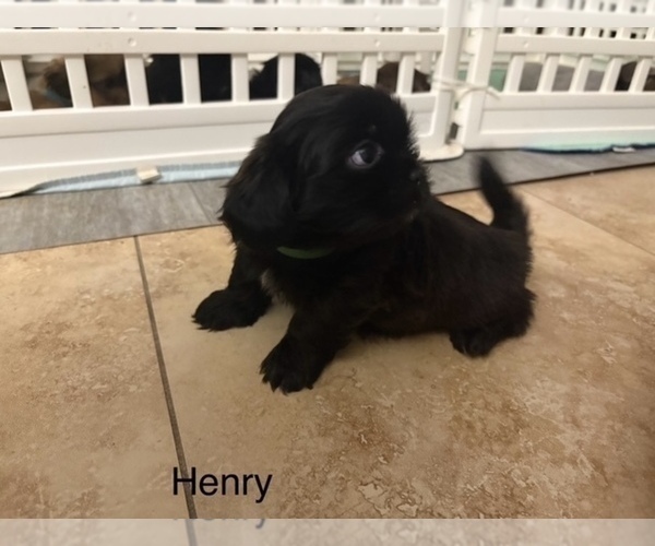 Medium Photo #16 Shih Apso Puppy For Sale in SCOTTSDALE, AZ, USA