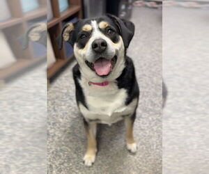 Mutt Dogs for adoption in Bemidji, MN, USA