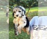 Small Photo #22 Sheepadoodle Puppy For Sale in CLEMSON, SC, USA