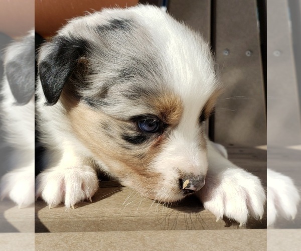 Medium Photo #21 Australian Shepherd Puppy For Sale in RUSSELL, IA, USA