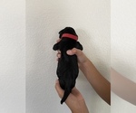 Small Photo #2 Labrador Retriever Puppy For Sale in TURLOCK, CA, USA