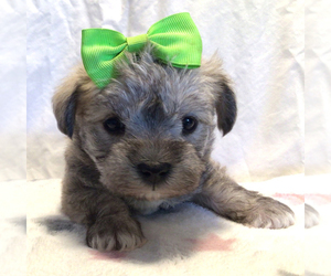 Maltese-Poodle (Toy) Mix Puppy for sale in BRUSH PRAIRIE, WA, USA