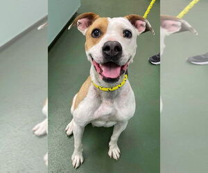 American Pit Bull Terrier-Unknown Mix Dogs for adoption in Calgary, Alberta, Canada