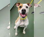 Small American Pit Bull Terrier Mix