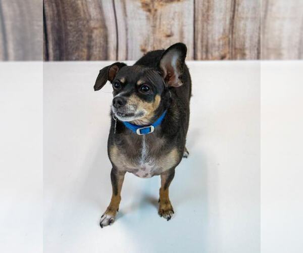 Medium Photo #4 Chihuahua-Unknown Mix Puppy For Sale in Kennesaw, GA, USA