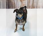 Small #3 Chihuahua Mix