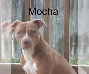 American Staffordshire Terrier Dogs for adoption in San Antonio, TX, USA