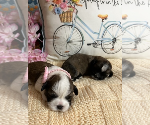 Medium Photo #1 Lhasa Apso Puppy For Sale in ALTOONA, PA, USA