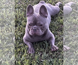 Father of the French Bulldog puppies born on 08/13/2021