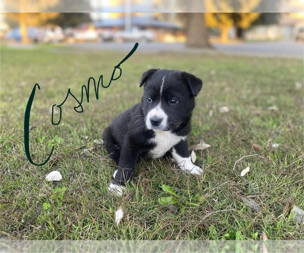 Medium Photo #1 German Shepherd Dog-Unknown Mix Puppy For Sale in Paso Robles, CA, USA