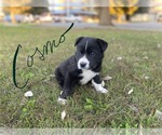 Small German Shepherd Dog Mix
