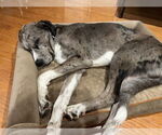 Small #3 Great Dane Mix