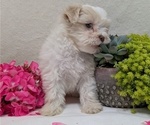 Small #13 Havanese