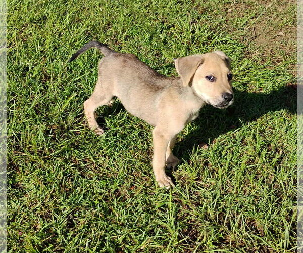 Medium Photo #2 Shepradors Puppy For Sale in Pensacola, FL, USA