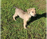 Small #1 Shepradors