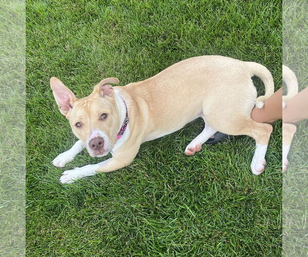 Medium Photo #38 American Pit Bull Terrier-Unknown Mix Puppy For Sale in Fargo, ND, USA