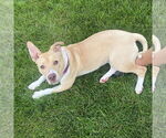 Small #37 American Pit Bull Terrier Mix