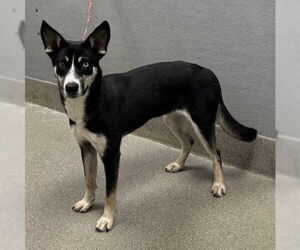 Siberian Husky-Unknown Mix Dogs for adoption in Las Vegas, NV, USA