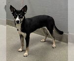 Small Siberian Husky Mix