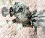 Small #2 Australian Shepherd-Lhasa Apso Mix