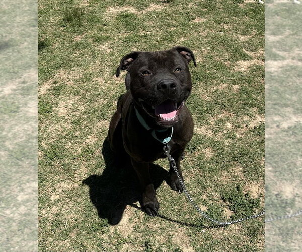 Medium Photo #11 Mutt Puppy For Sale in Evansville, IN, USA