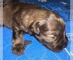 Small Photo #5 Schnauzer (Miniature) Puppy For Sale in PFLUGERVILLE, TX, USA