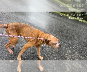 Boxer-Unknown Mix Dogs for adoption in Ocala, FL, USA